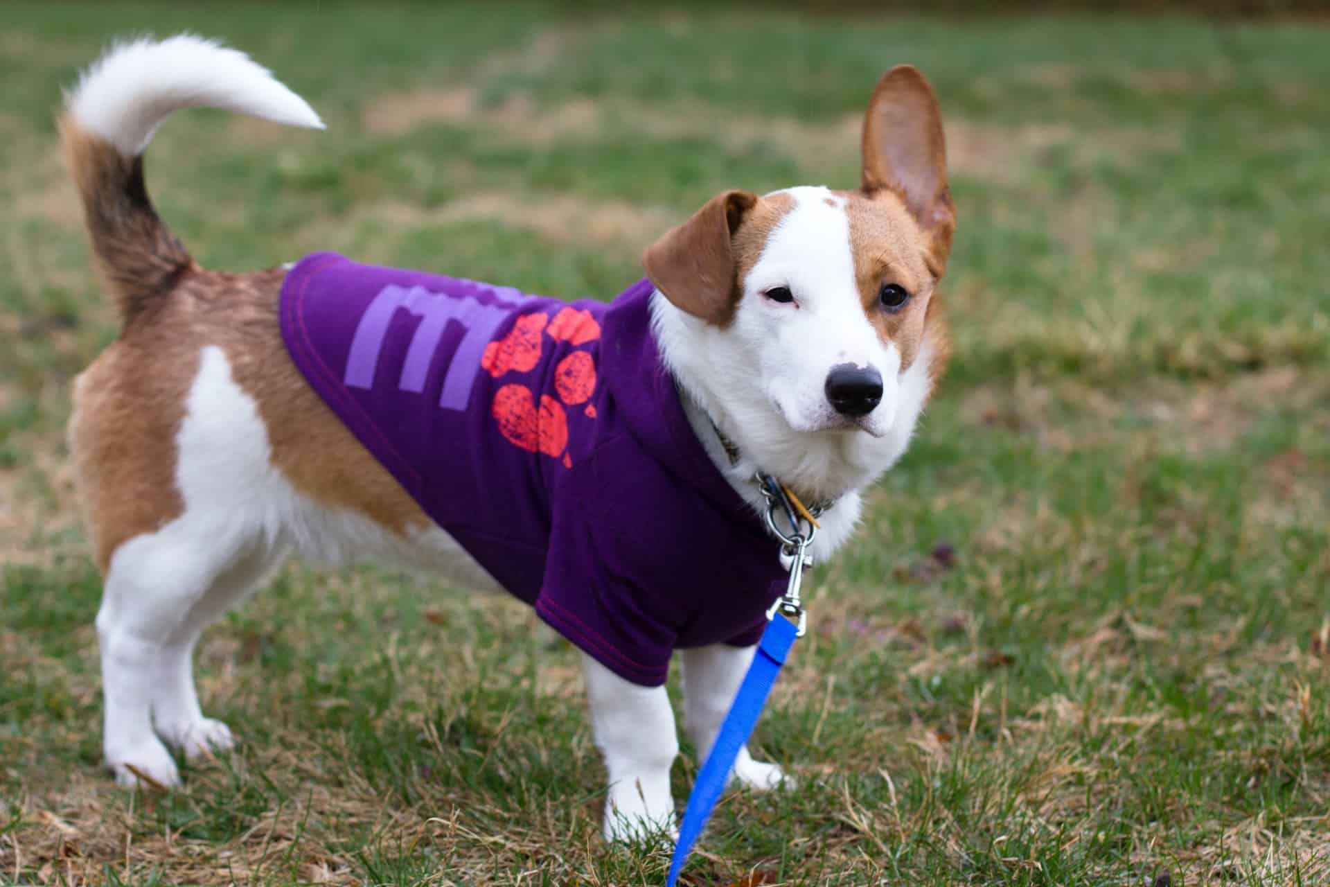 hunderziehung ratgeber