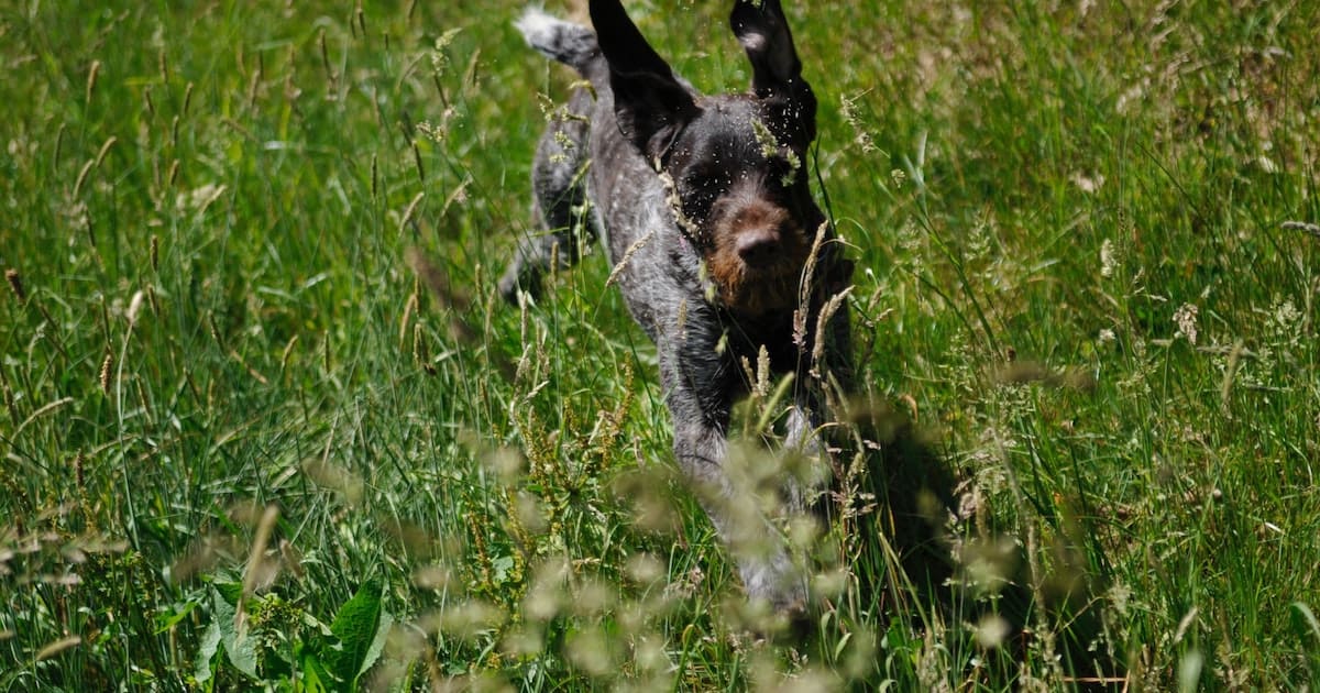 zecken entfernen hund