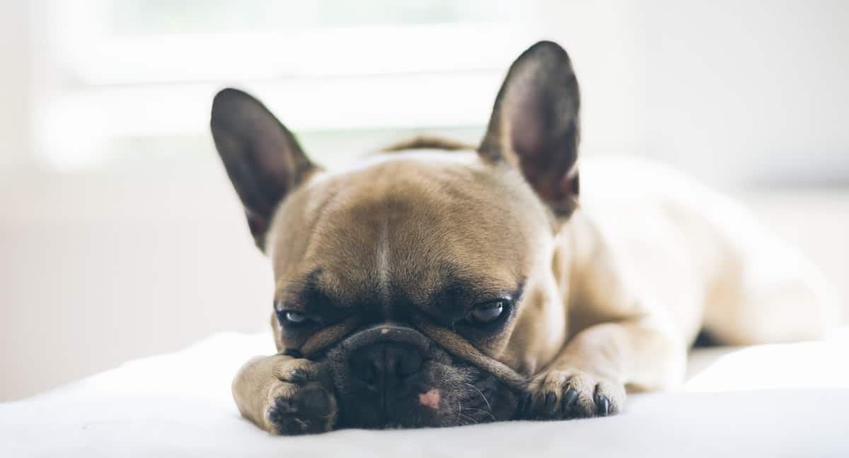 hundekrankheiten uebersicht